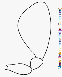 mordellistena_horvathi_ts.gif
