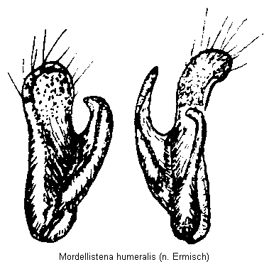 mordellistena_humeralis_pm.gif