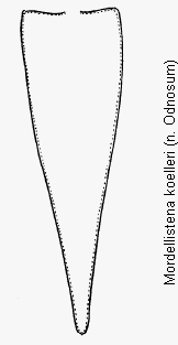 mordellistena_koelleri_pyg.gif