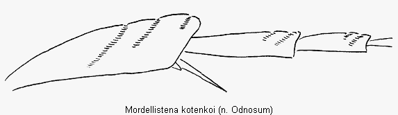 mordellistena_kotenkoi_hschn.gif