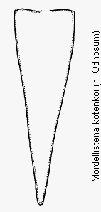 mordellistena_kotenkoi_pyg.gif