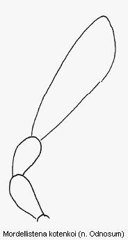 mordellistena_kotenkoi_ts.gif