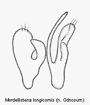 mordellistena_longicornis.gif
