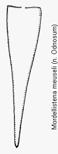 mordellistena_meuseli_pyg.gif