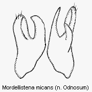 mordellistena_micans.gif