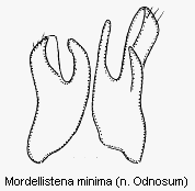 mordellistena_minima.gif