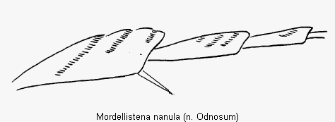 mordellistena_nanula_hschn.gif