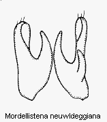 mordellistena_neuwldeggiana.gif