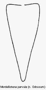 mordellistena_parvula_pyg.gif
