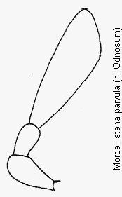 mordellistena_parvula_ts.gif