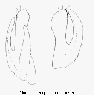mordellistena_pentas1.gif