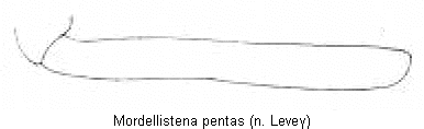 mordellistena_pentas_vschn.gif