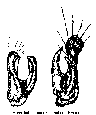 mordellistena_pseudopumila.gif
