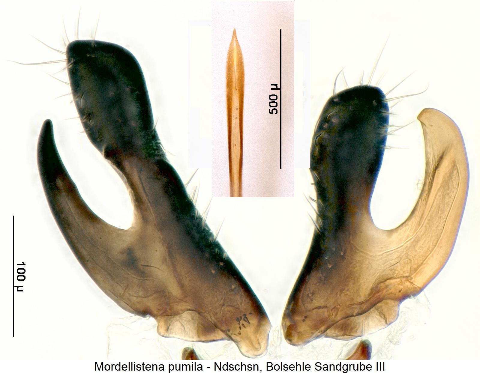 mordellistena_pumila1.jpg