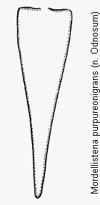 mordellistena_purpureonigrans_pyg.gif