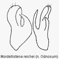 mordellistena_reichei2.gif