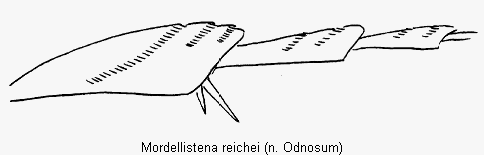 mordellistena_reichei_hb.gif