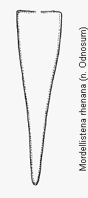 mordellistena_rhenana_pyg.gif