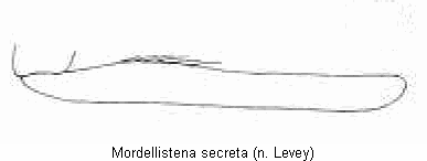 mordellistena_secreta_vschn.gif