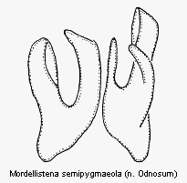 mordellistena_semipygmaeola.gif