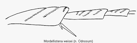 mordellistena_weisei_hb.gif