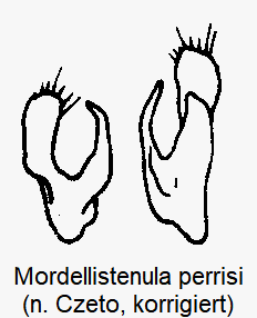 mordellistenula_perrisi_param.gif