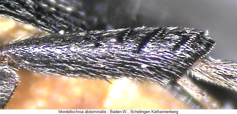 mordellochroa_abdominalis_hschn.jpg
