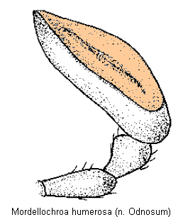 mordellochroa_humerosa_ts.gif