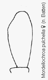 mordellochroa_pulchella_w_ts.gif