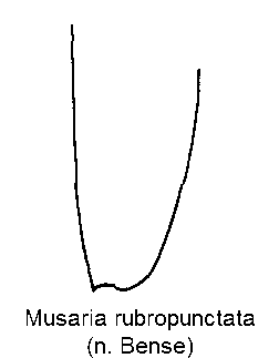 musaria_rubropunctata_fld.gif