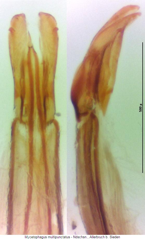 mycetophagus_multipunctatus.jpg