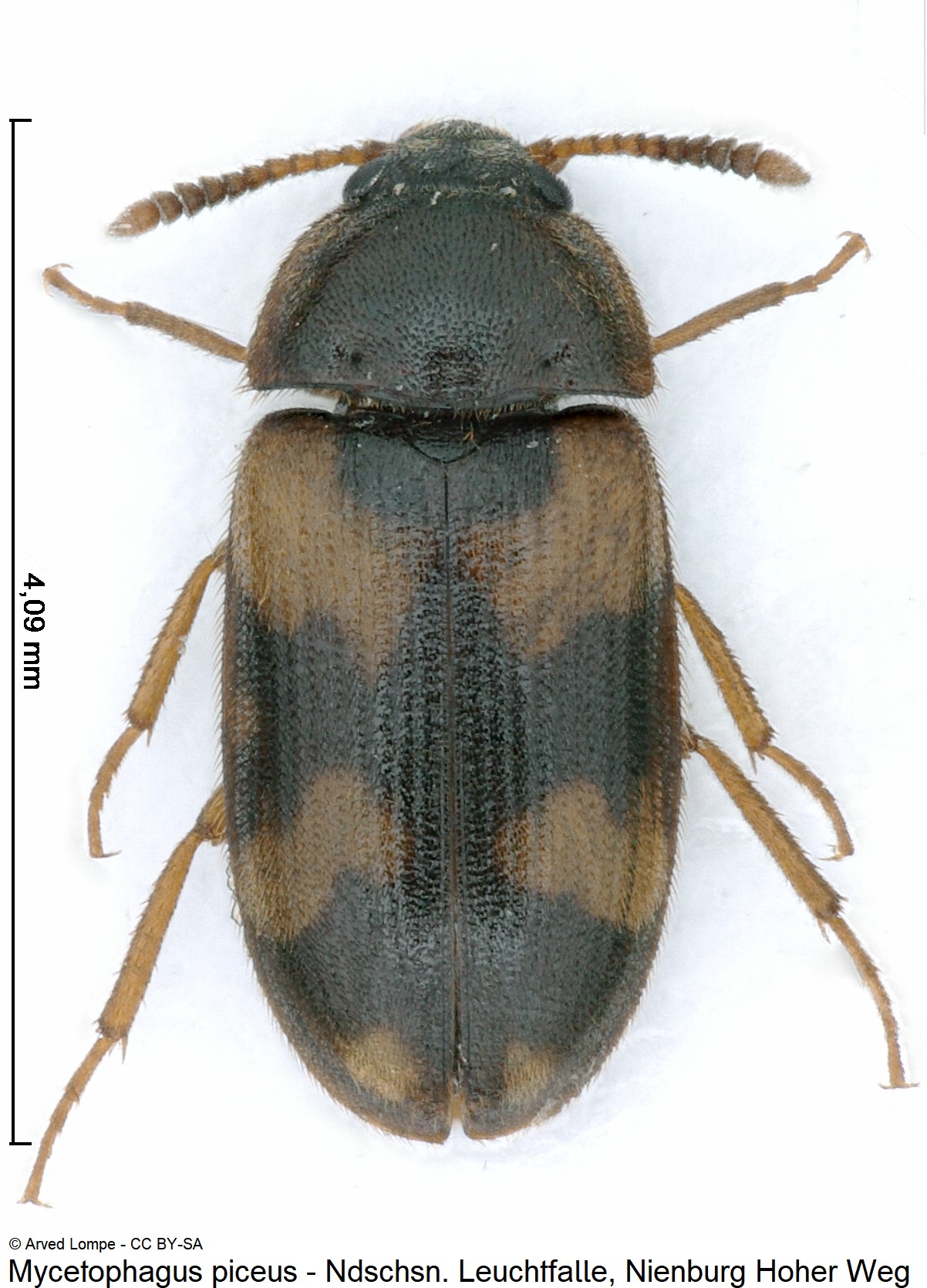 mycetophagus_piceus_ck38301847_hab.jpg
