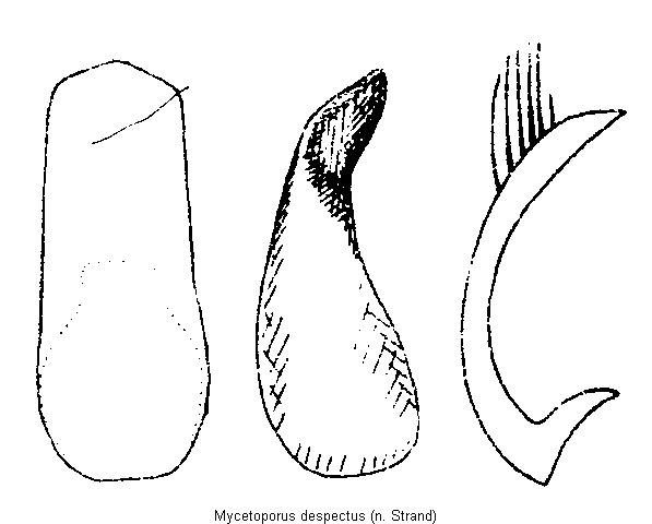 mycetoporus_despectus.gif