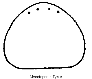 mycetoporus_hschc.gif