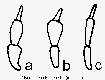 mycetoporus_kiefertaster.gif