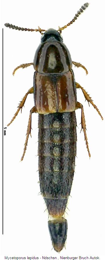 mycetoporus_lepidus_hab.jpg