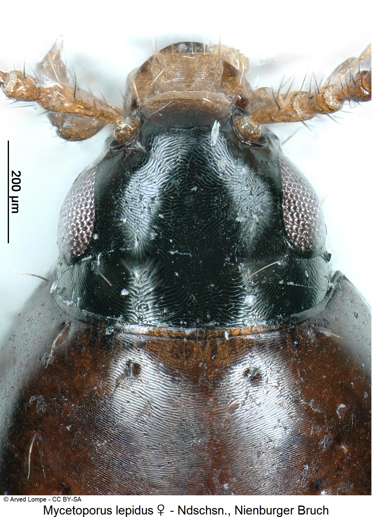 mycetoporus_lepidus_w_ck35584807_k.jpg