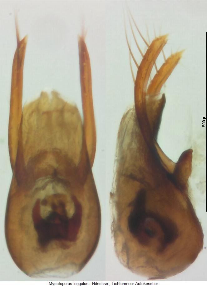 mycetoporus_longulus.jpg