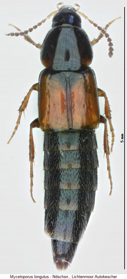 mycetoporus_longulus_hab.jpg