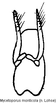 mycetoporus_monticola.gif