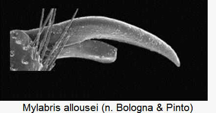 mylabris_allousei_klauen.gif