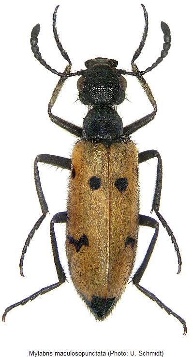 mylabris_maculosopunctata_hab.jpg