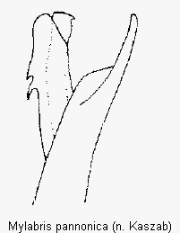 mylabris_pannonica.gif