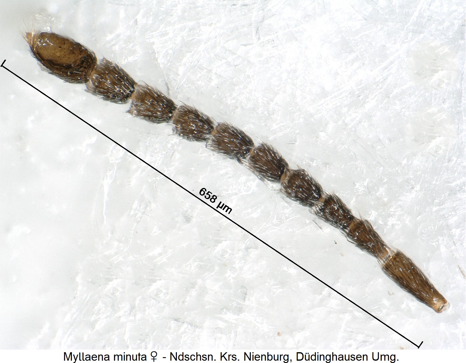 myllaena_minuta_w_ck38328991_f.jpg