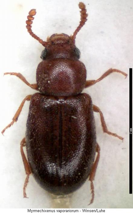 myrmechixenus_vaporariorum_hab.jpg