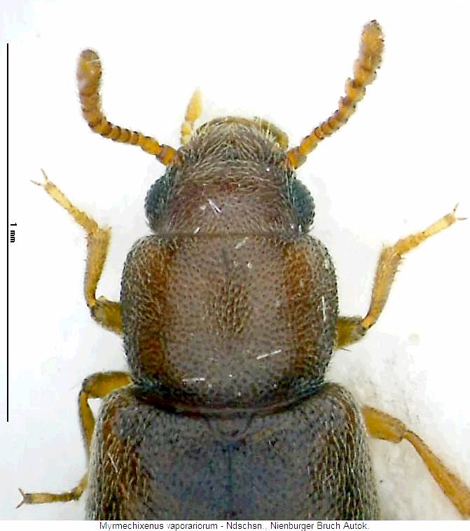 myrmechixenus_vaporariorum_vk.jpg
