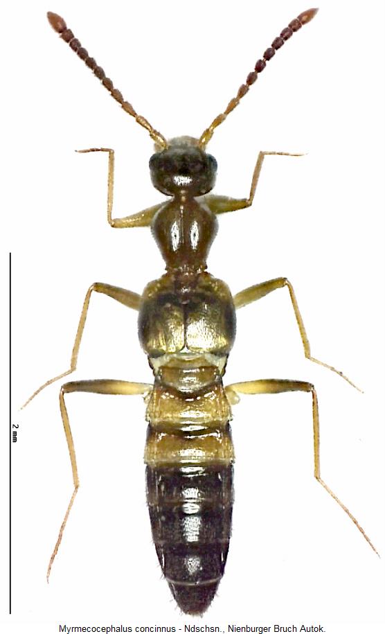myrmecocephalus_concinnus_hab.jpg