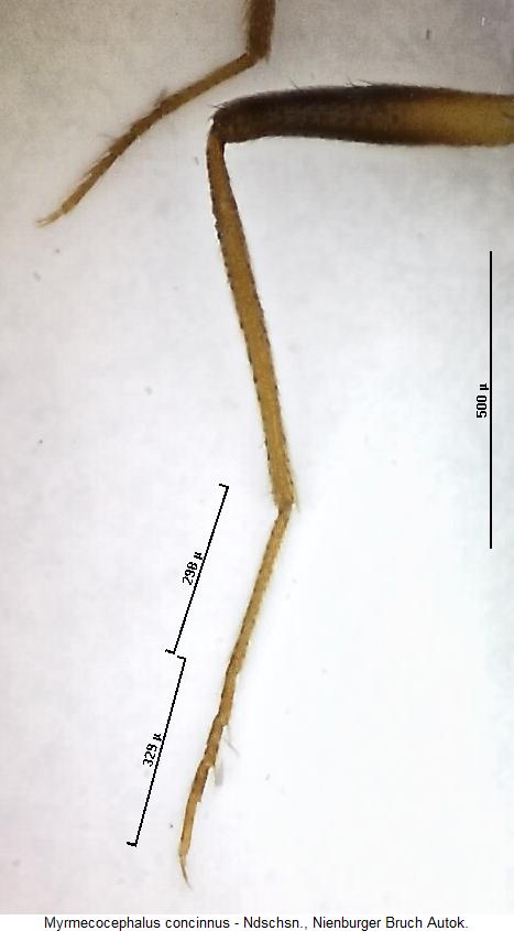 myrmecocephalus_concinnus_hb.jpg