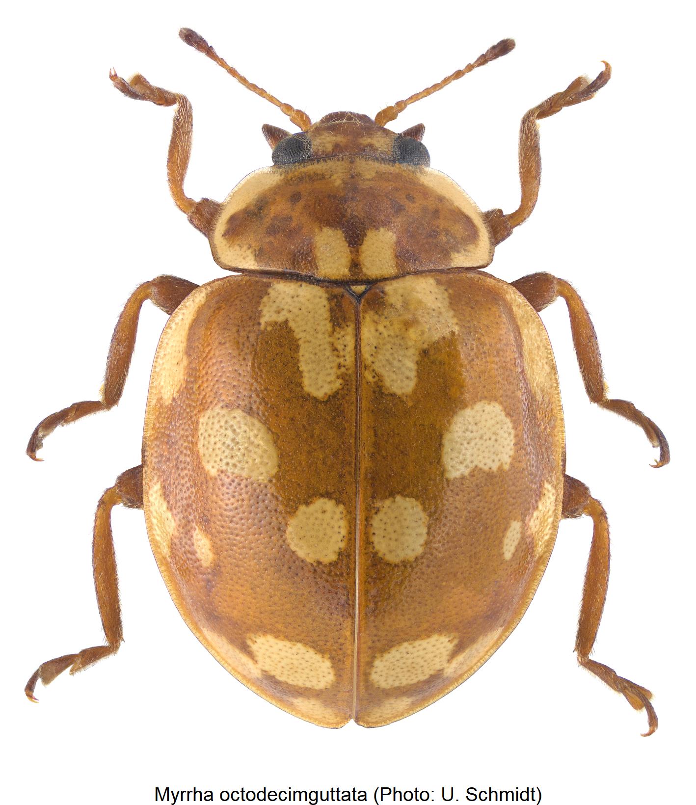 myrrha_octodecimguttata_hab.jpg
