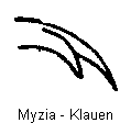 myzia_oblongoguttata_klauen.gif